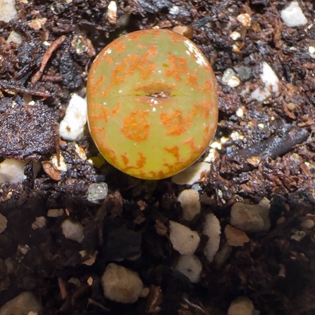 肉锥多肉植物百科-ap正红酒红勋章1192