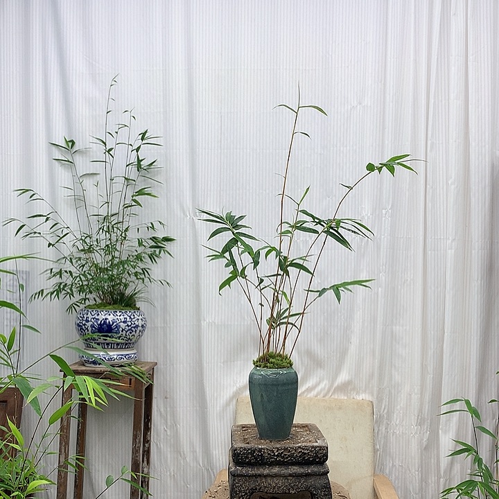 竹子竹子绿植花卉市场