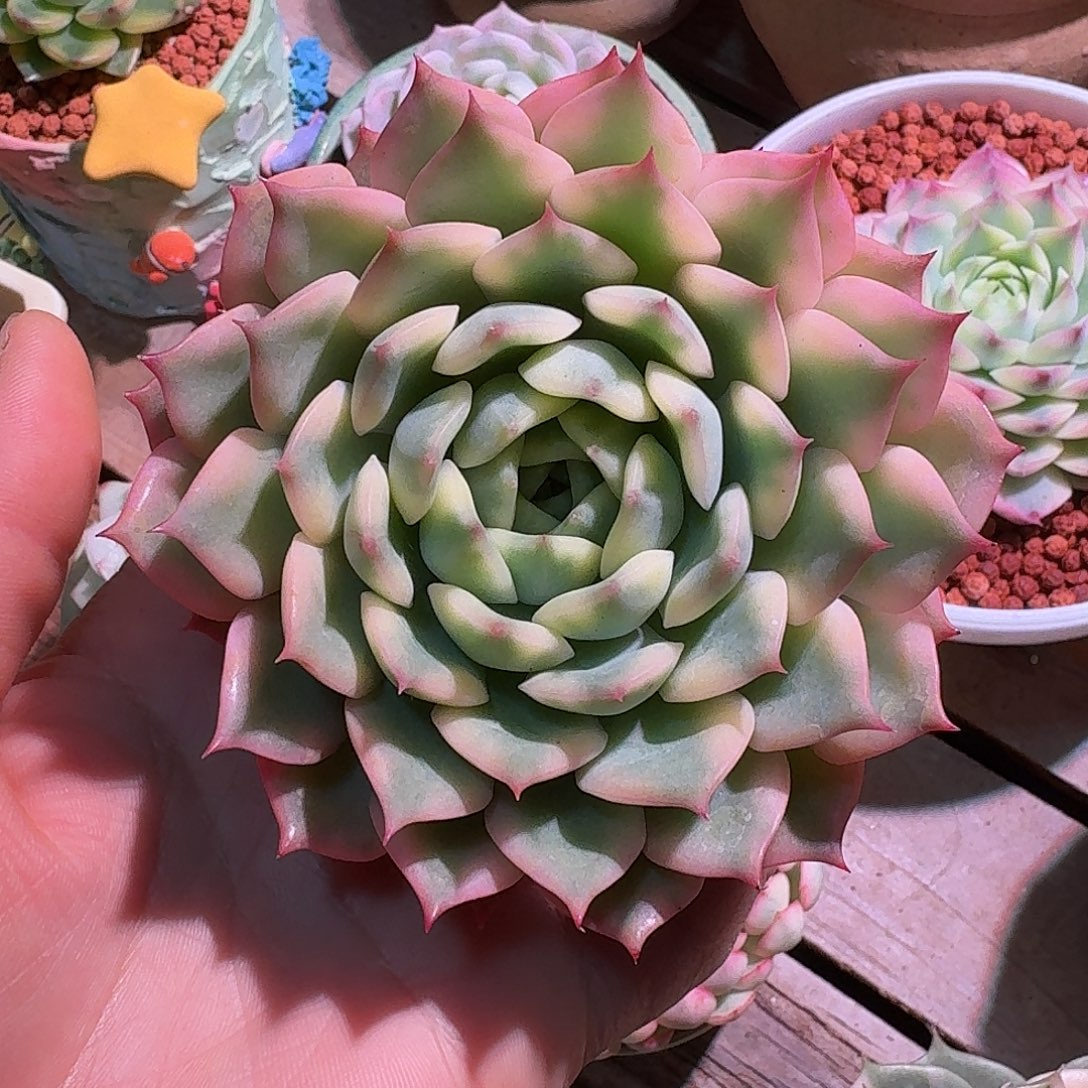 *****艾丽卡锦多肉多肉多肉