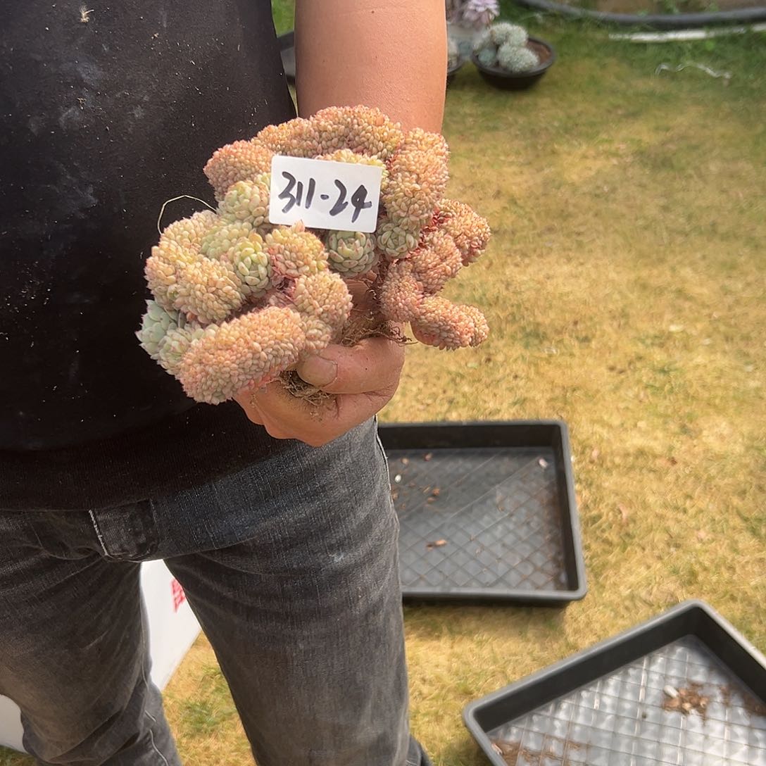 ?***?311-24白胖子缀多肉