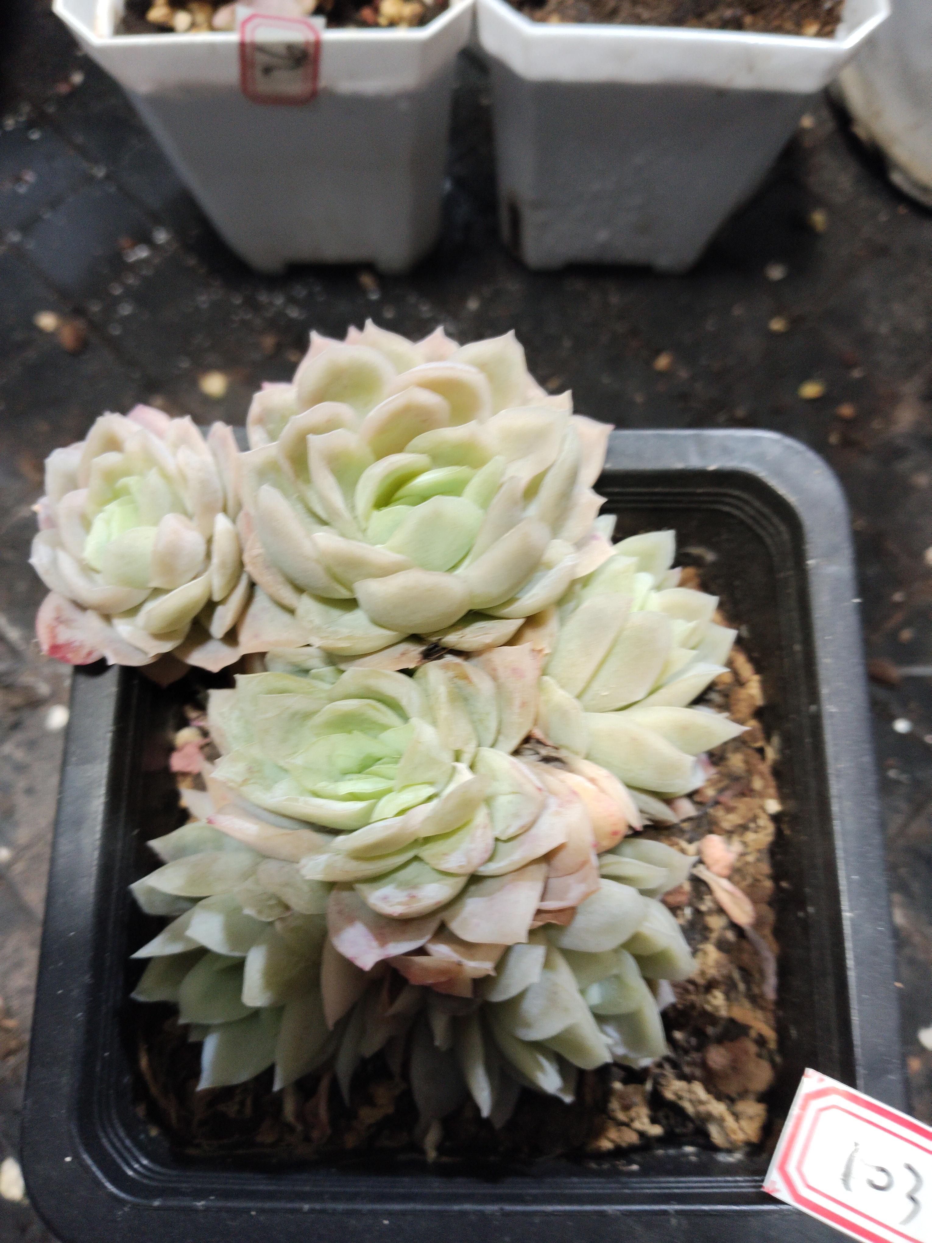 非偏远18包邮  一物一拍  10厘米盆 A103冰片锦