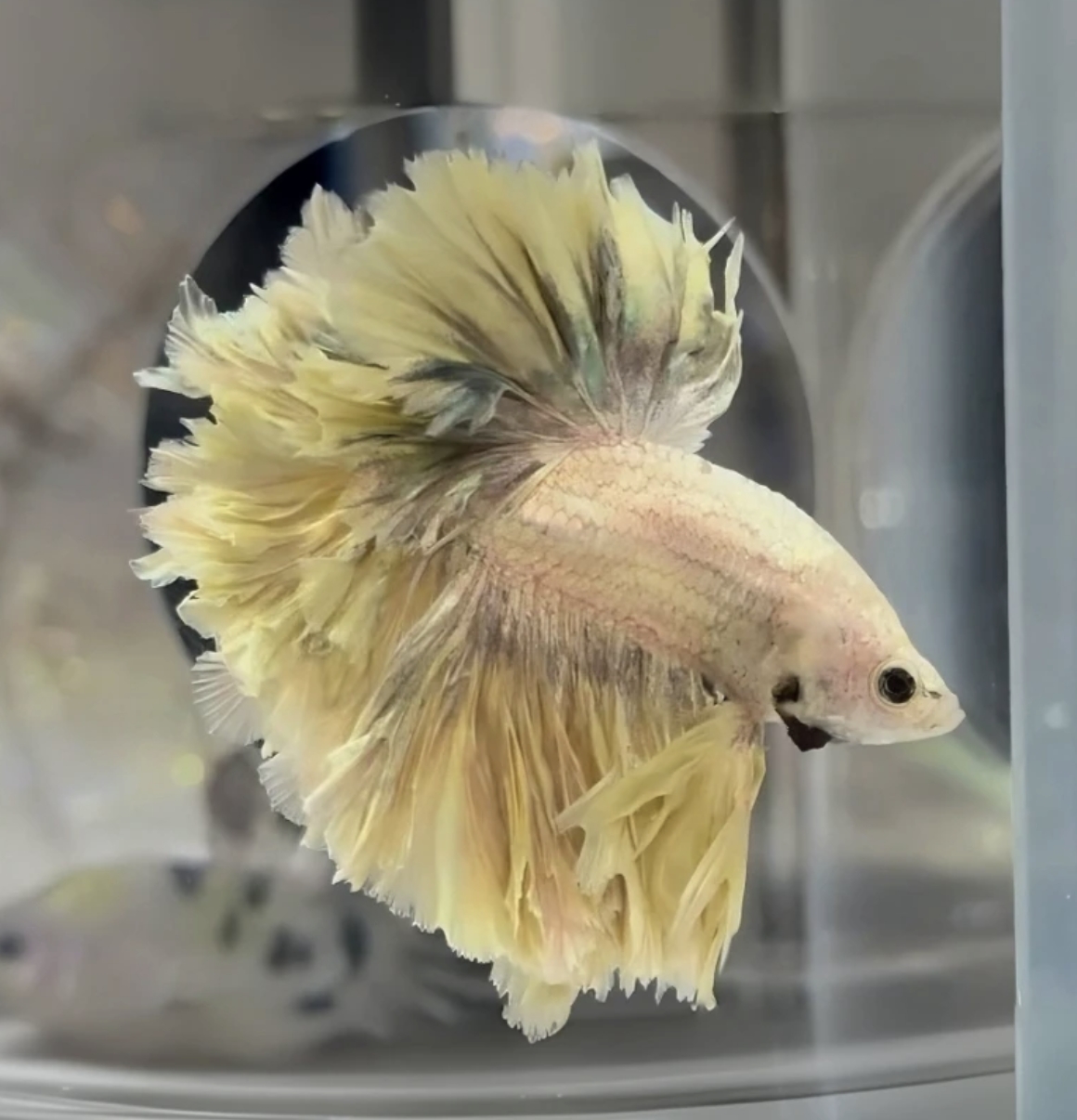 B4（73-96）泰国斗鱼活体精品观赏鱼活体（直播间选鱼）