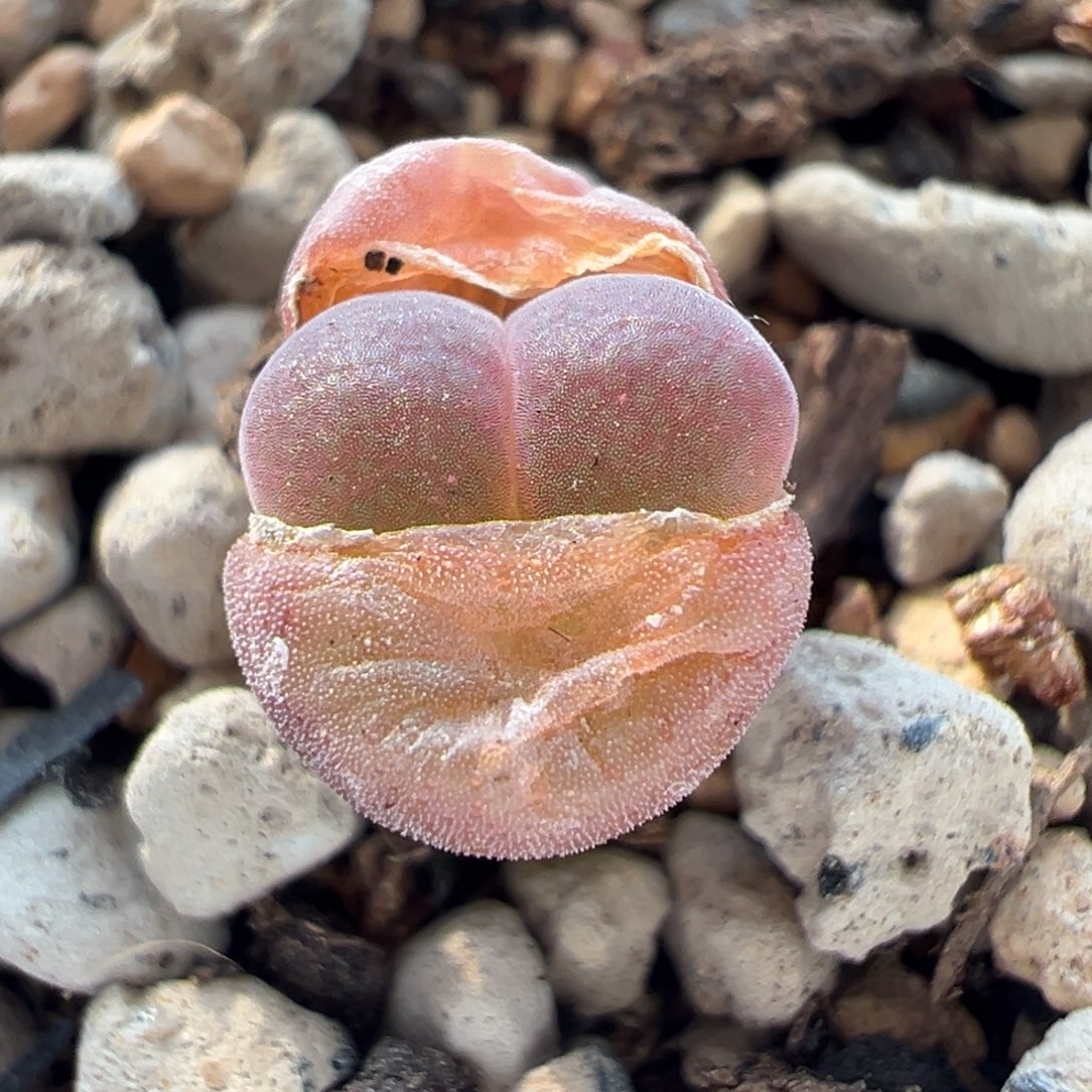 C10小苗多肉多肉