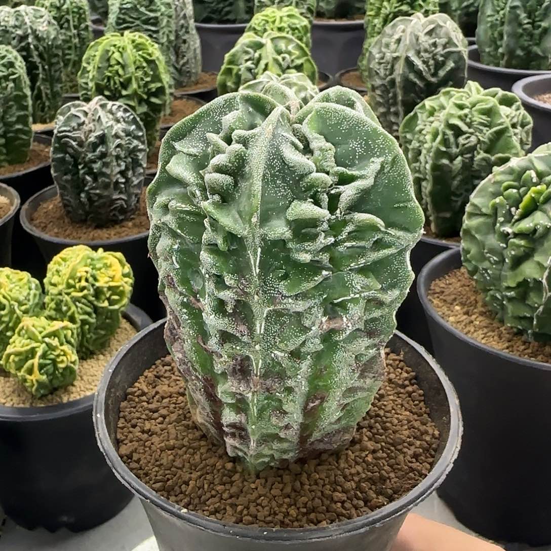 核桃鸾凤玉实生根010