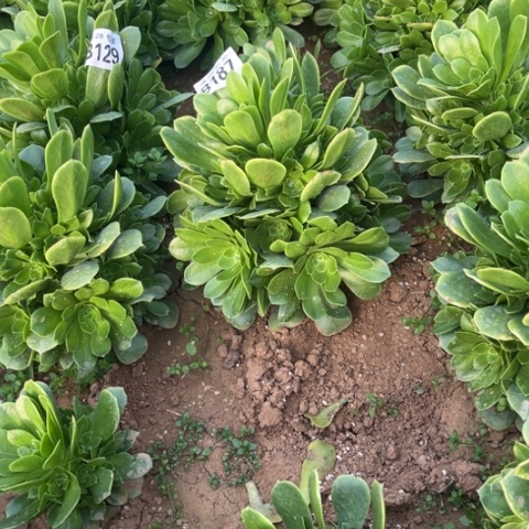 187绿羊绒不包断枝