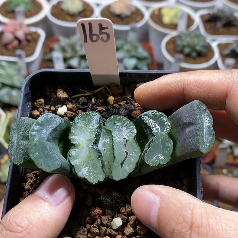 【闪购商品】165实生