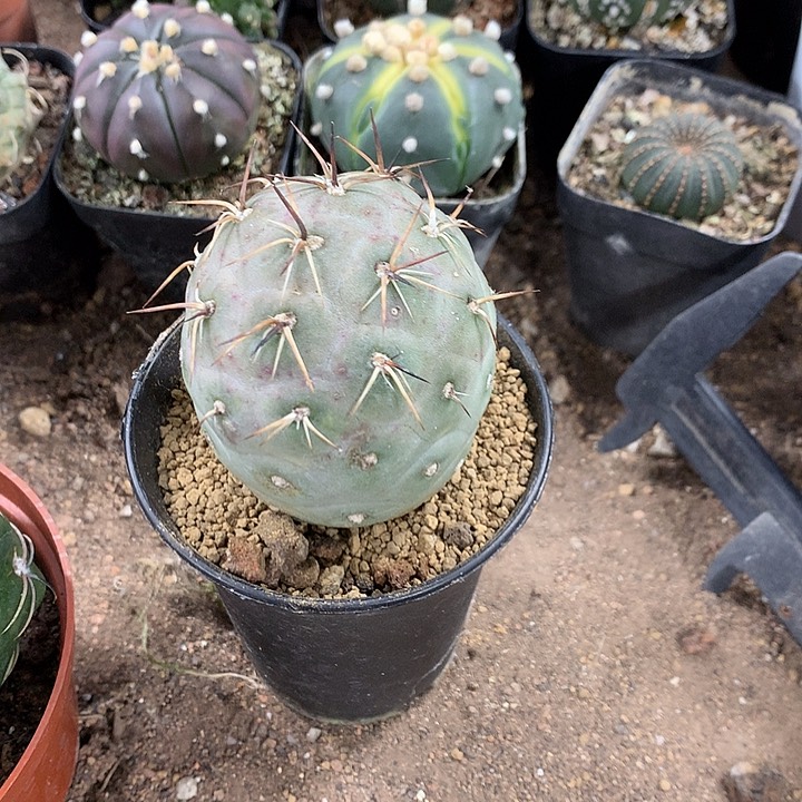 伤**磊2684267468729755859