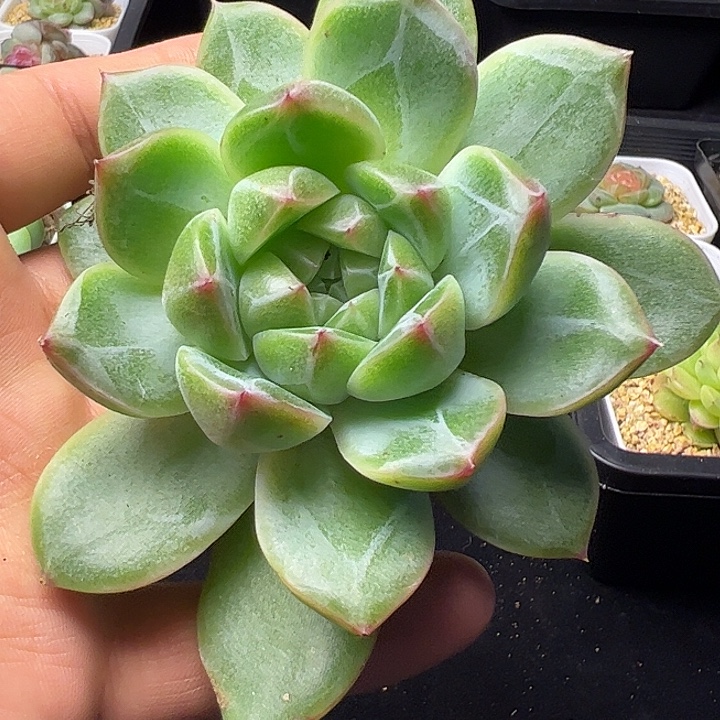 单头珍妮1111111111