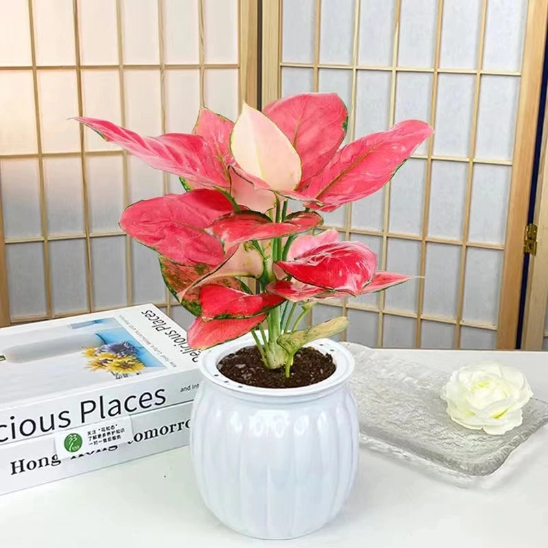 吉利红盆栽万年红如意皇后植物办公室内客厅桌面花卉吸甲醛绿植