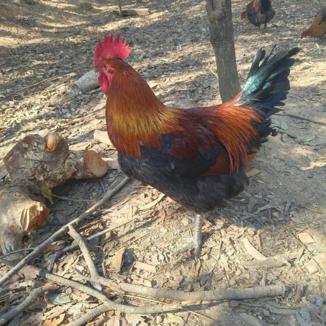 农村散养黑腿大公鸡。