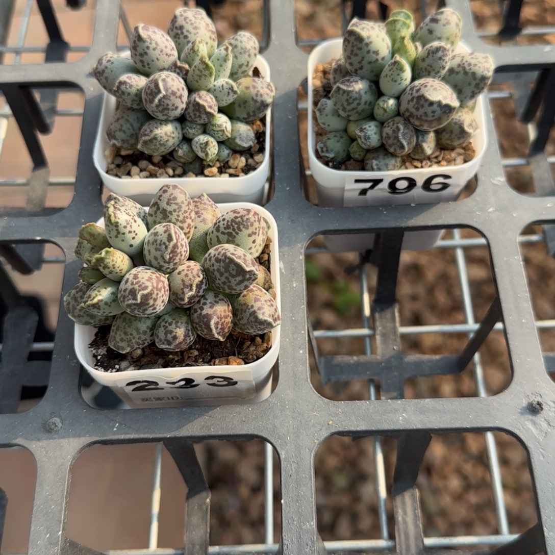 单颗达摩海豹量拍链接