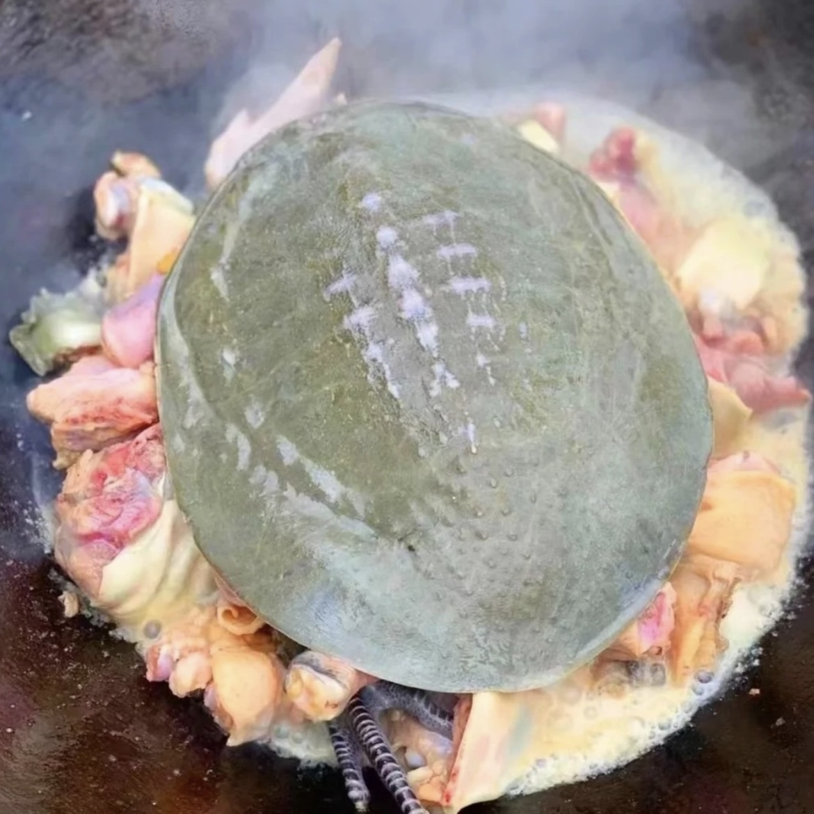 【5只装】外塘散养甲鱼青黑背团鱼 顺丰包邮包活到家 