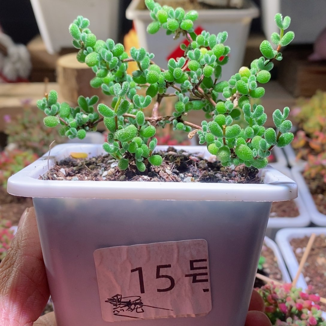 翡翠带盆土发货一物一拍