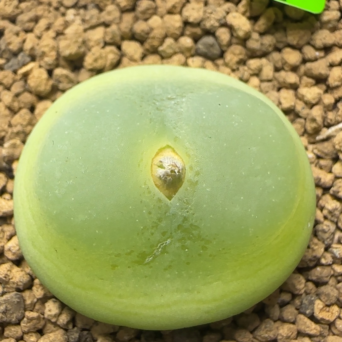 拉登2.9+多肉植物945