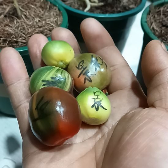 无花朵君子兰小苗君子兰小苗君子兰小苗