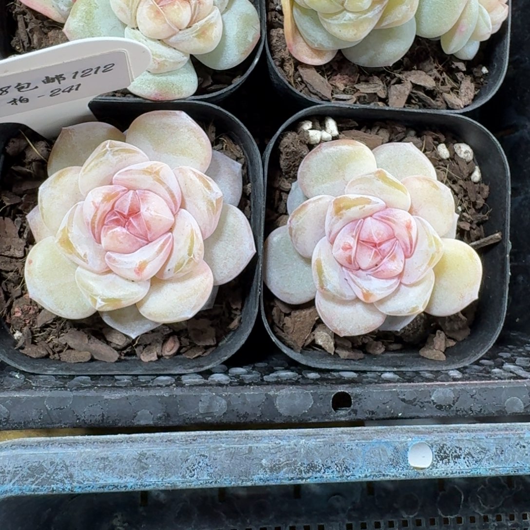 1212-241-罗兰果汁一颗量拍