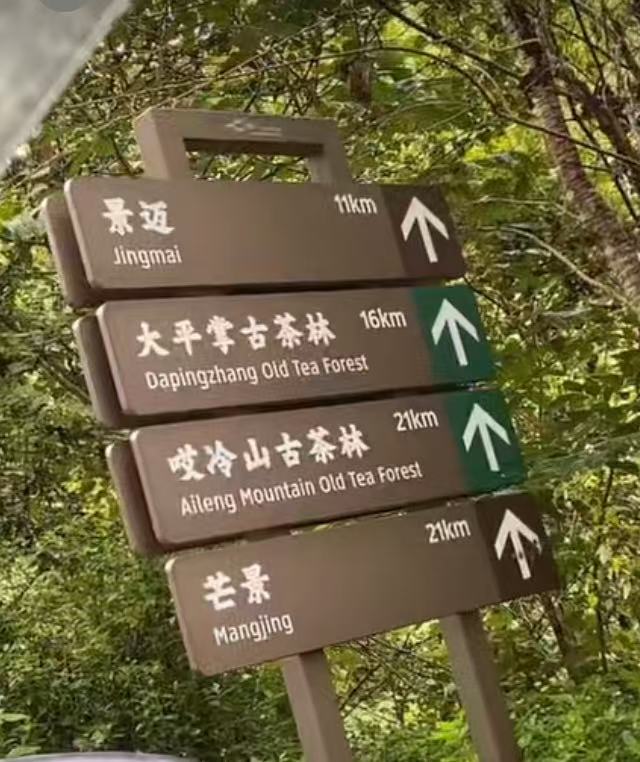 云南普洱茶生普景迈大平掌，雅兰香耐泡润滑体感爽喉韵爽250克包邮