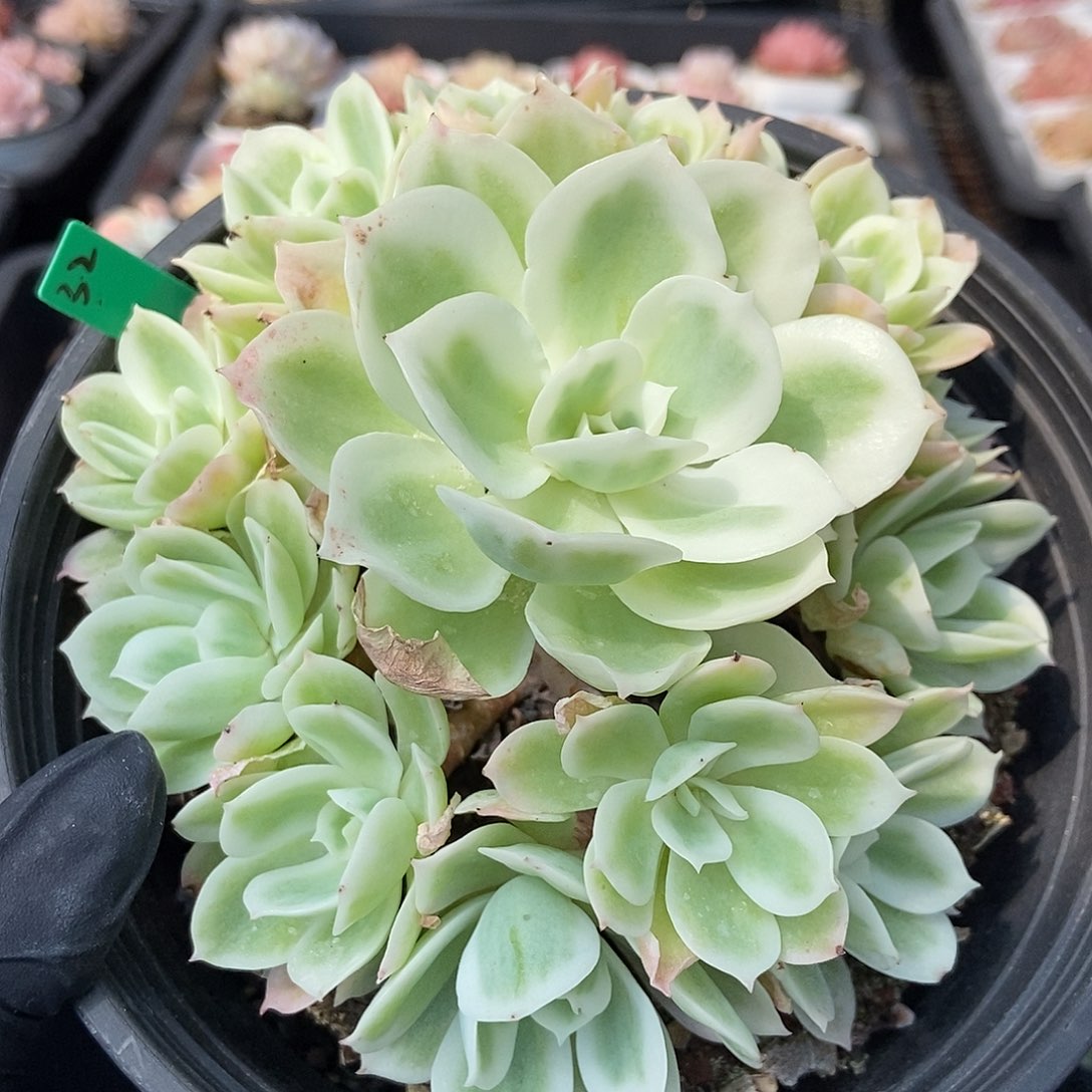 32 星宝精品多肉