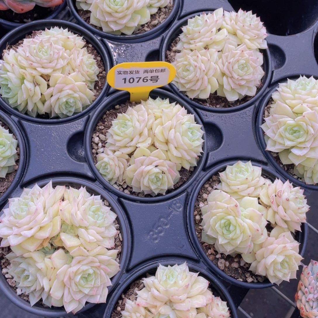 1076号 果冻白天鹅麦秆群生一个