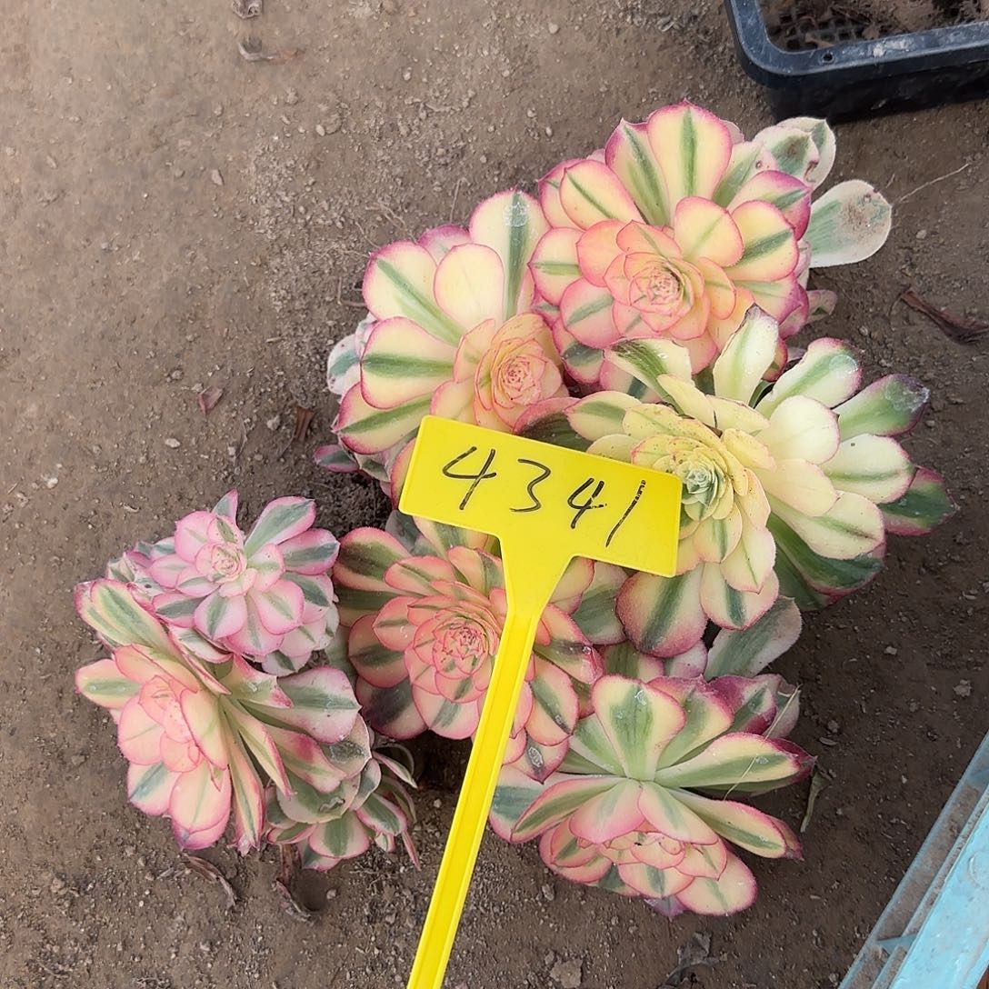 4341---倾城之恋多头