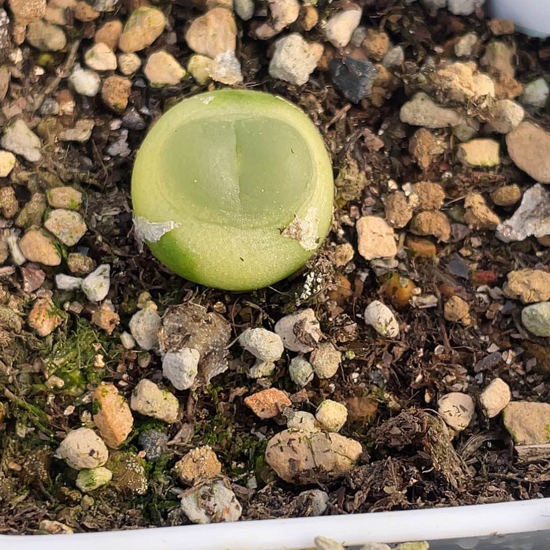 29-18肉锥多肉植物拉登