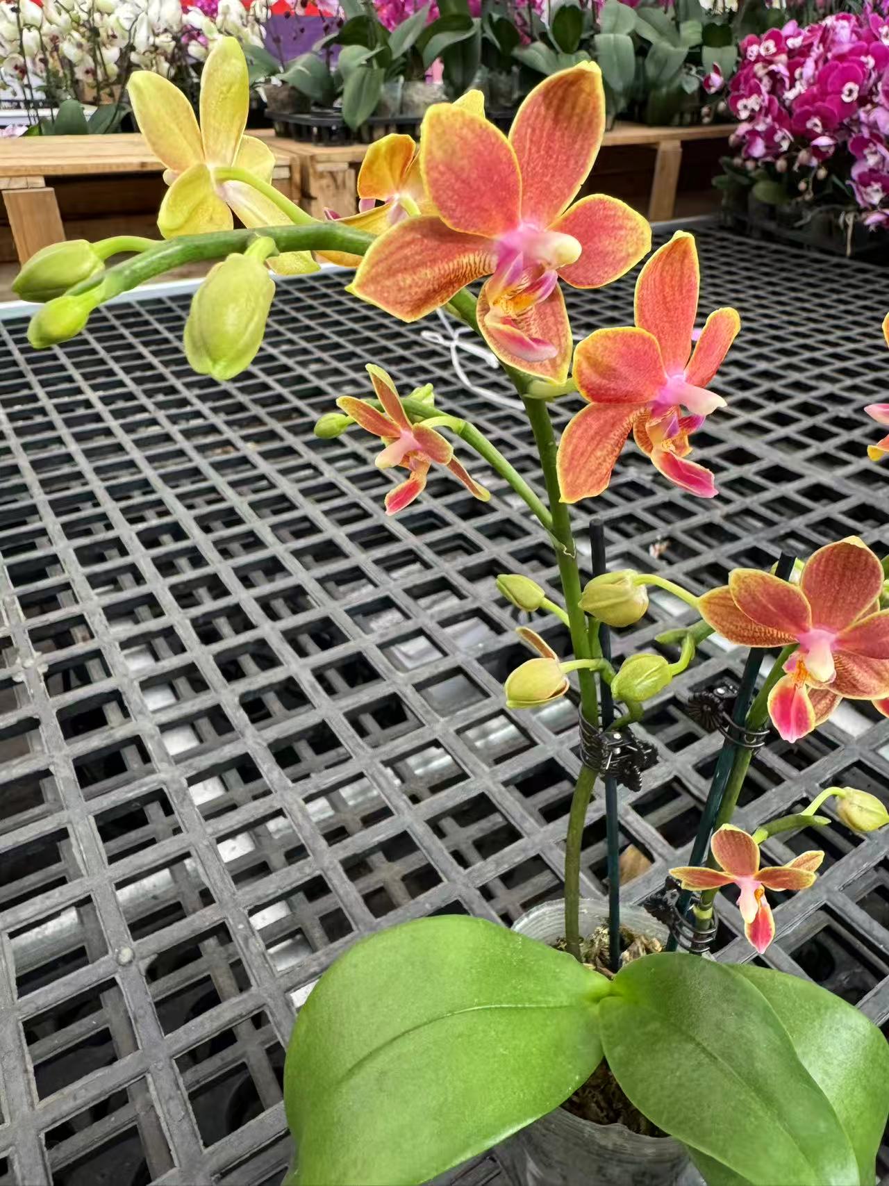 蝴蝶兰【橙色香花】昆明直发