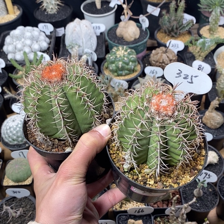 初*专拍两颗魔云      