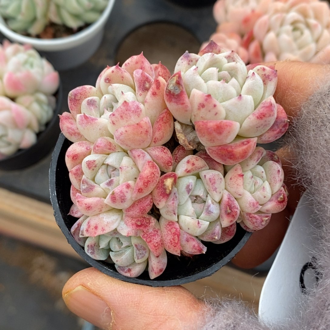 精品多肉一物一拍不包整9