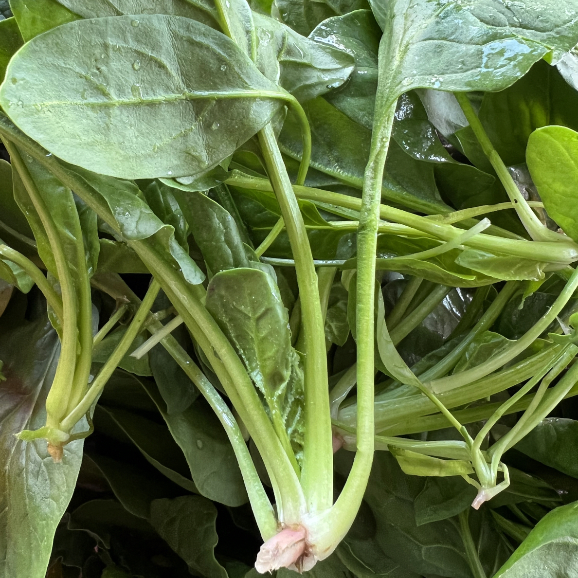 [兵书记推荐]本地新鲜菠菜