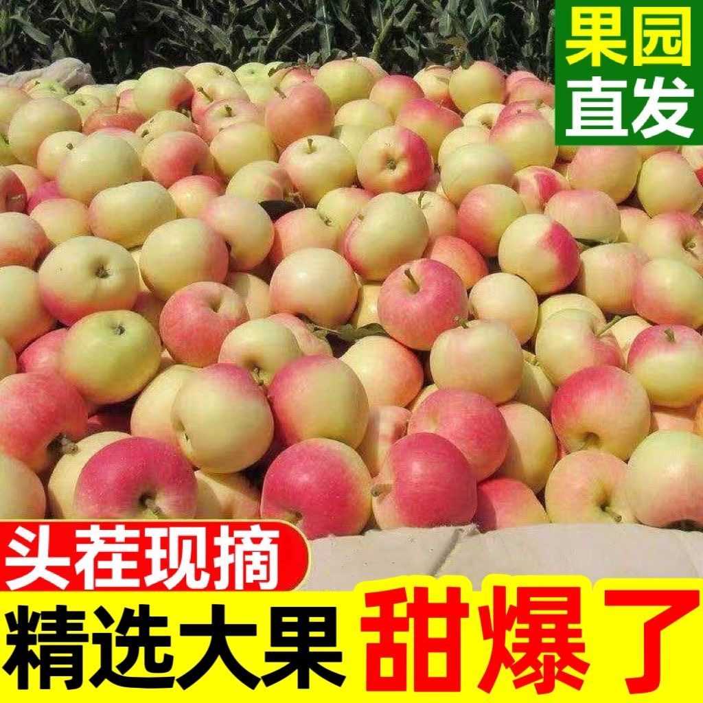 【新鲜采摘】正宗嘎啦苹果青红 口感脆甜多汁产地直发