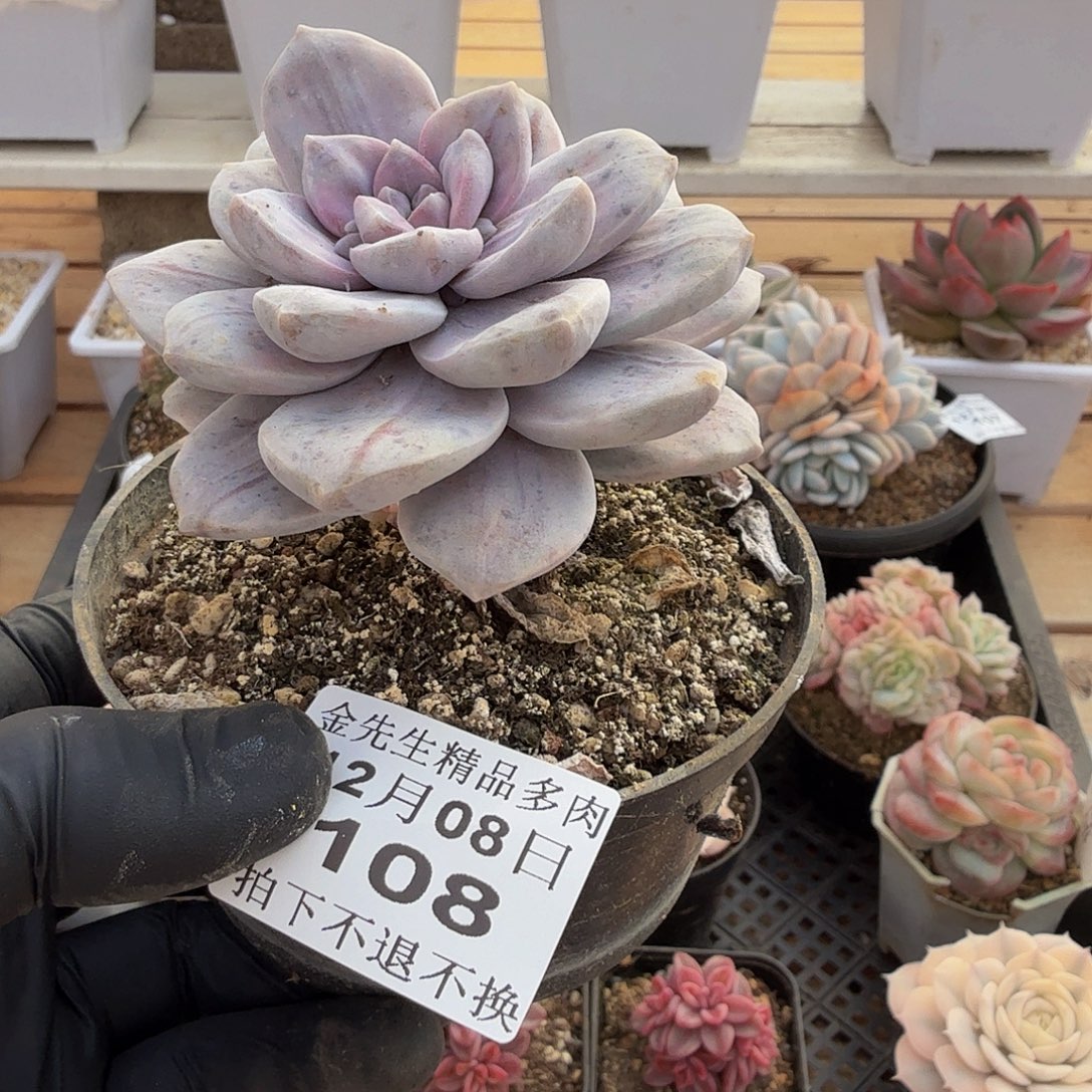 1208-109银色热潮单头