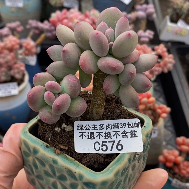 四代苹果奶6cm576多肉