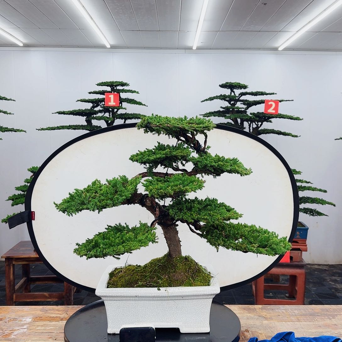 无花朵000000000000