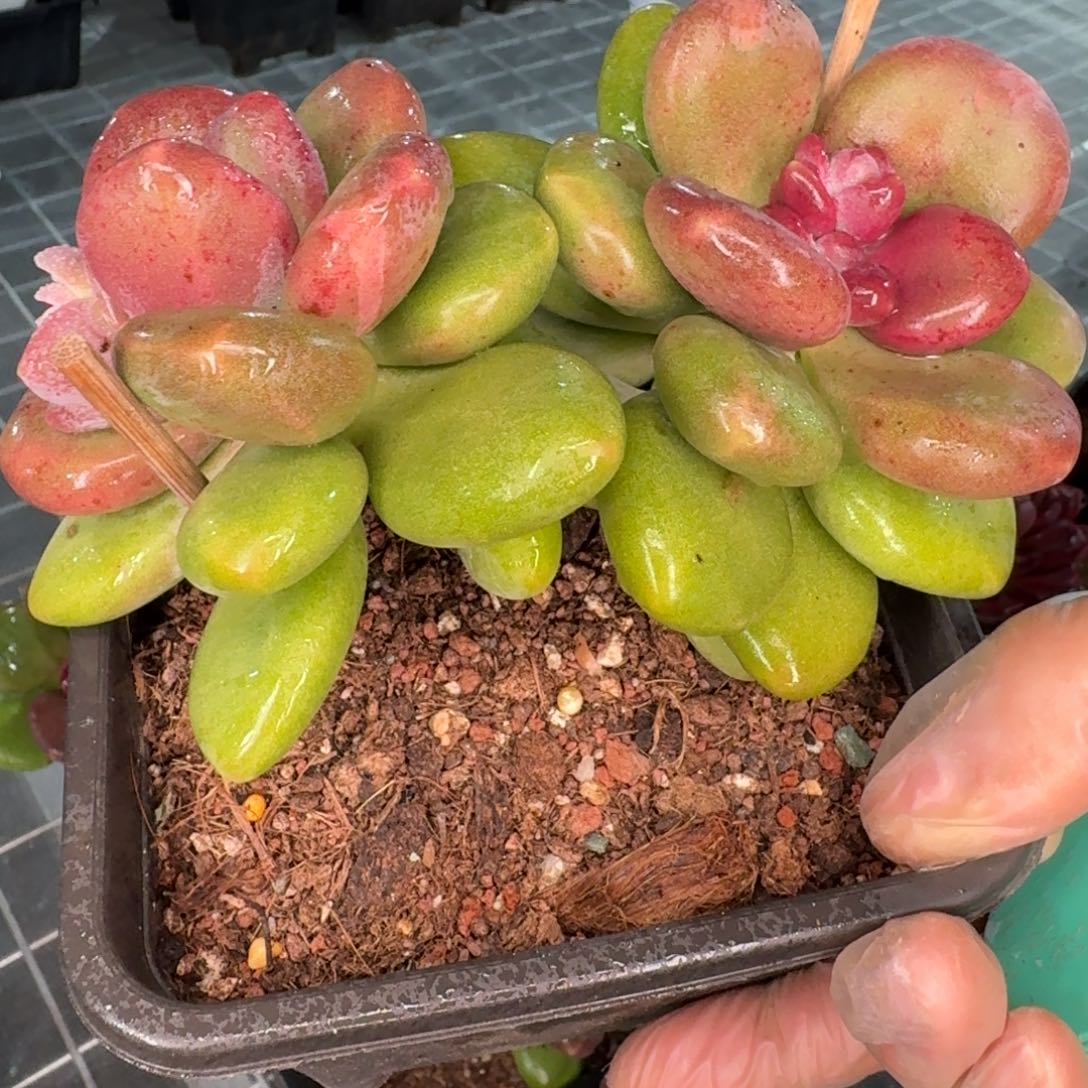 从前慢花园精选0112-芒果奶