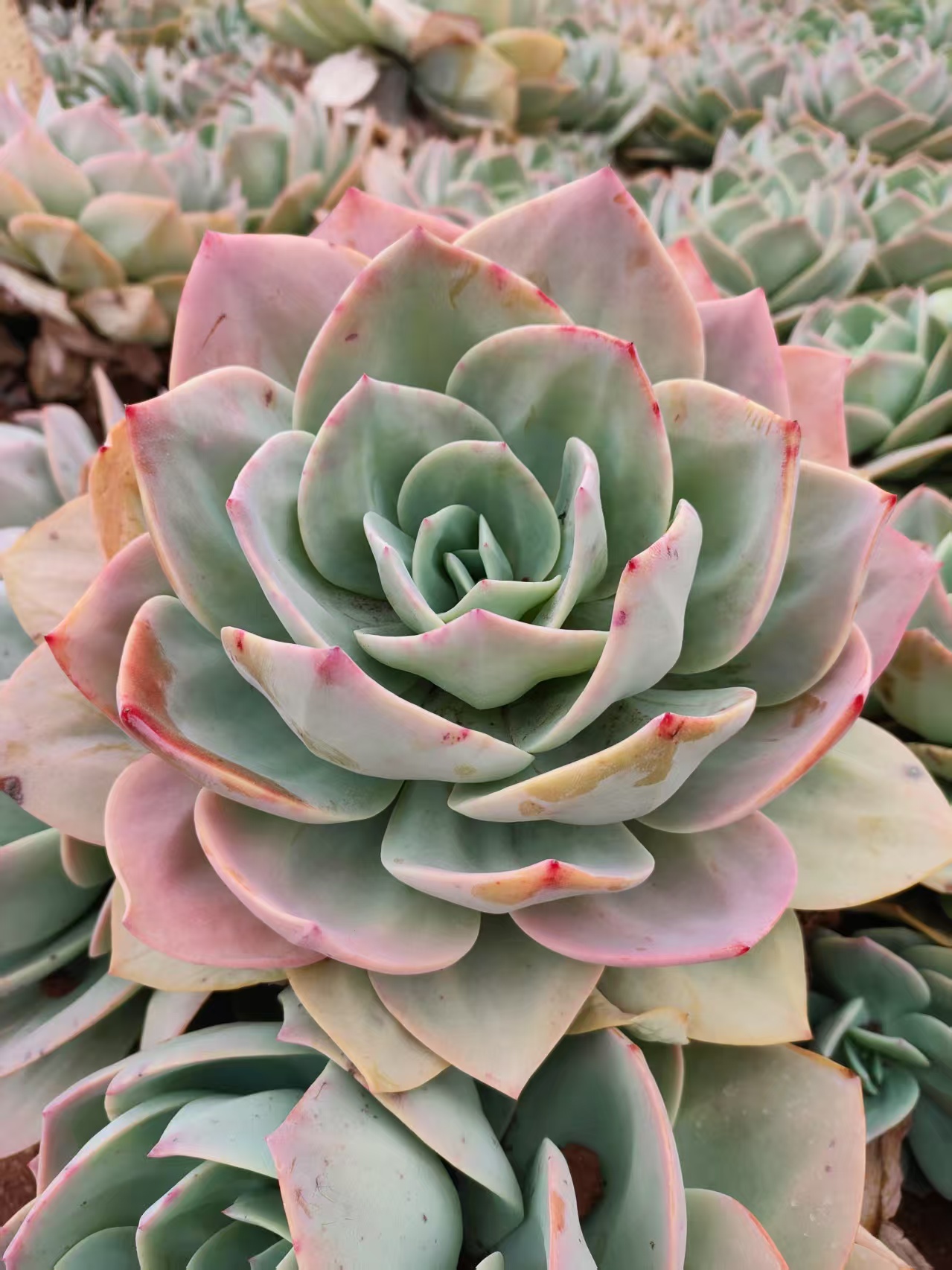 白凤拍一发四 新手必拍 好看好养 多肉植物云南昆明发货精品多肉