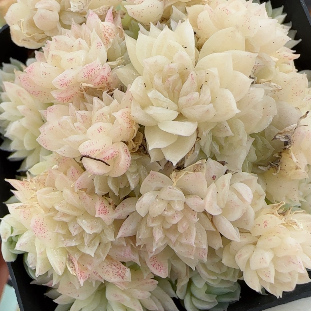 花语逸镜0125-216散