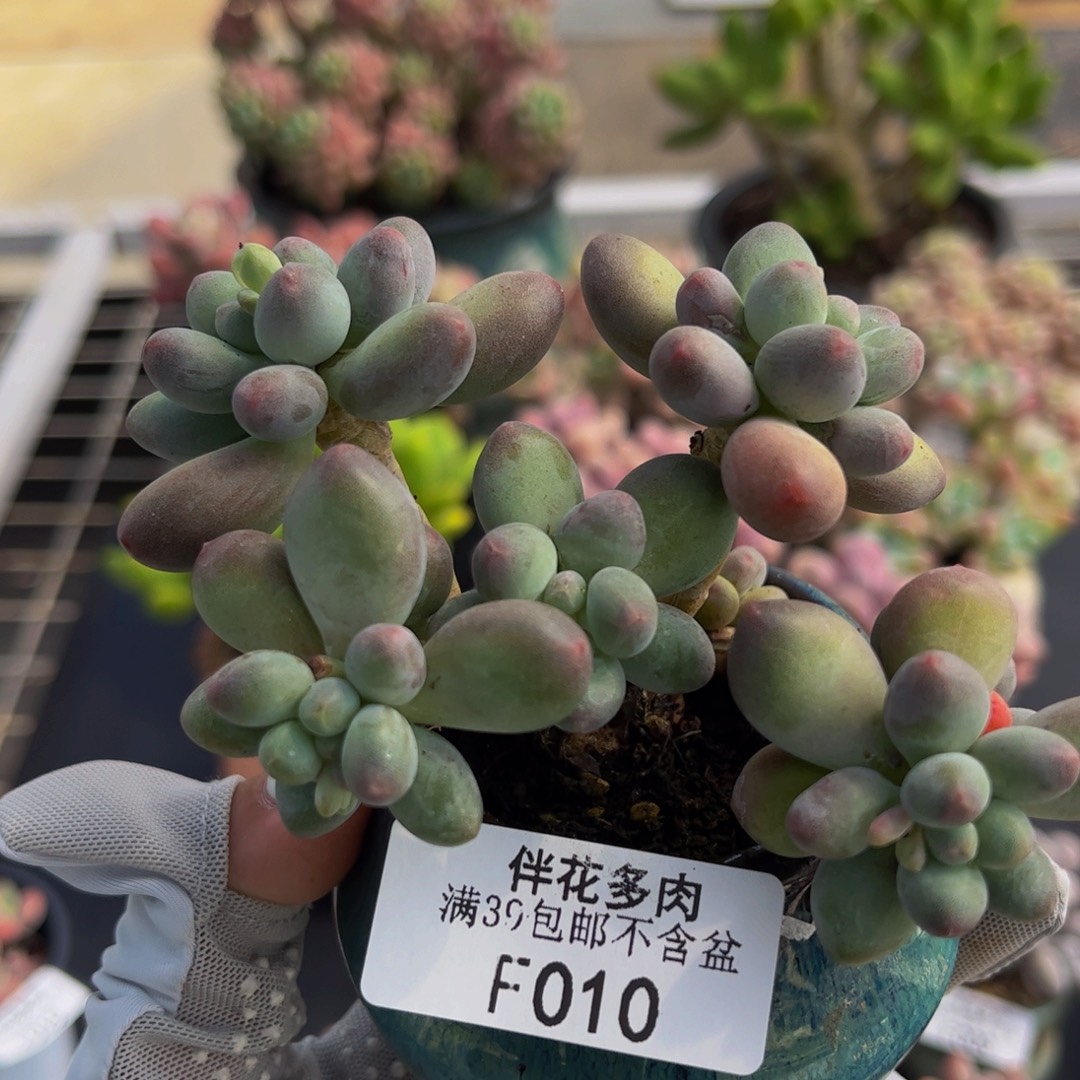 010-苹果奶多肉7cm