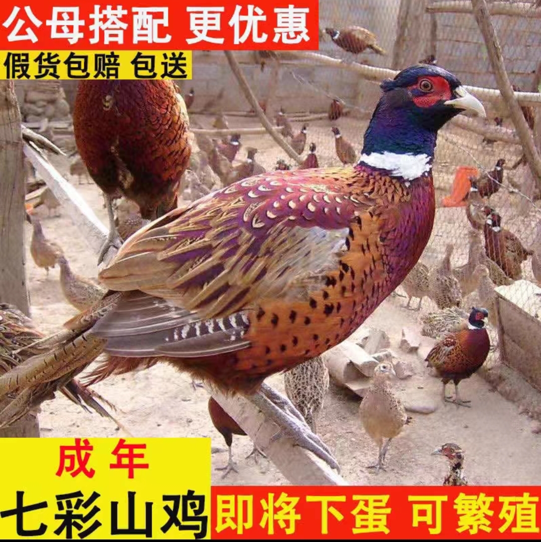 雏鸡七彩山鸡农家人工散养活鸡1公1母一对发货 包冰率10%-15%