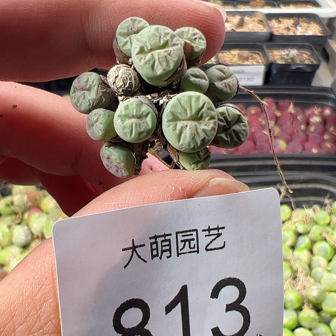 一物一拍。      813