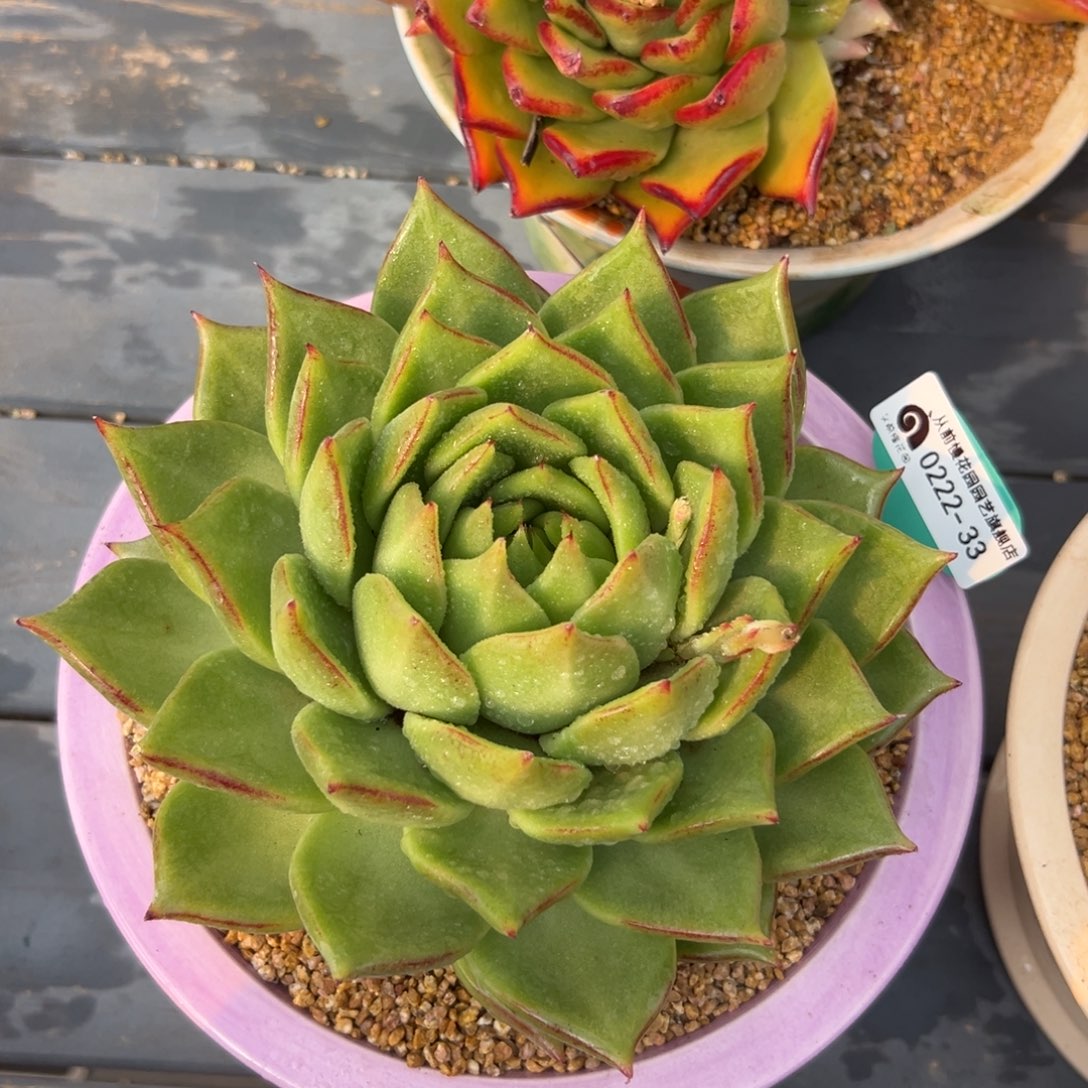 多肉一物一拍0222-33