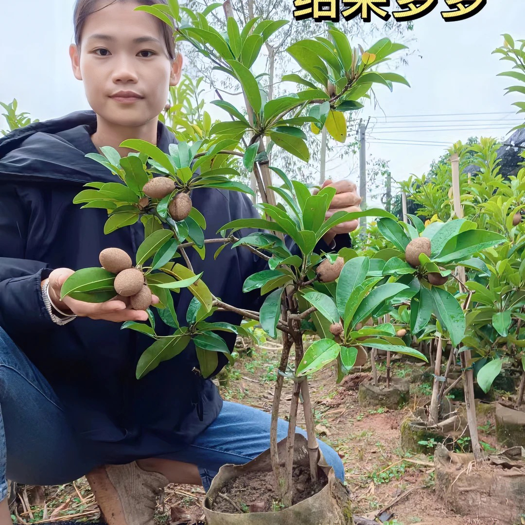 人心果树苗 四季结果 高产品种果子蜜甜蜂糖味