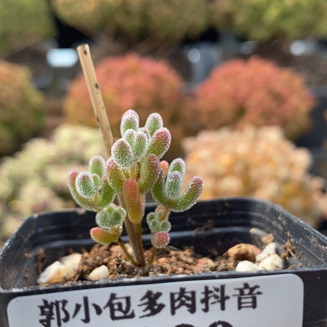 实生冰晶7220枝干番杏