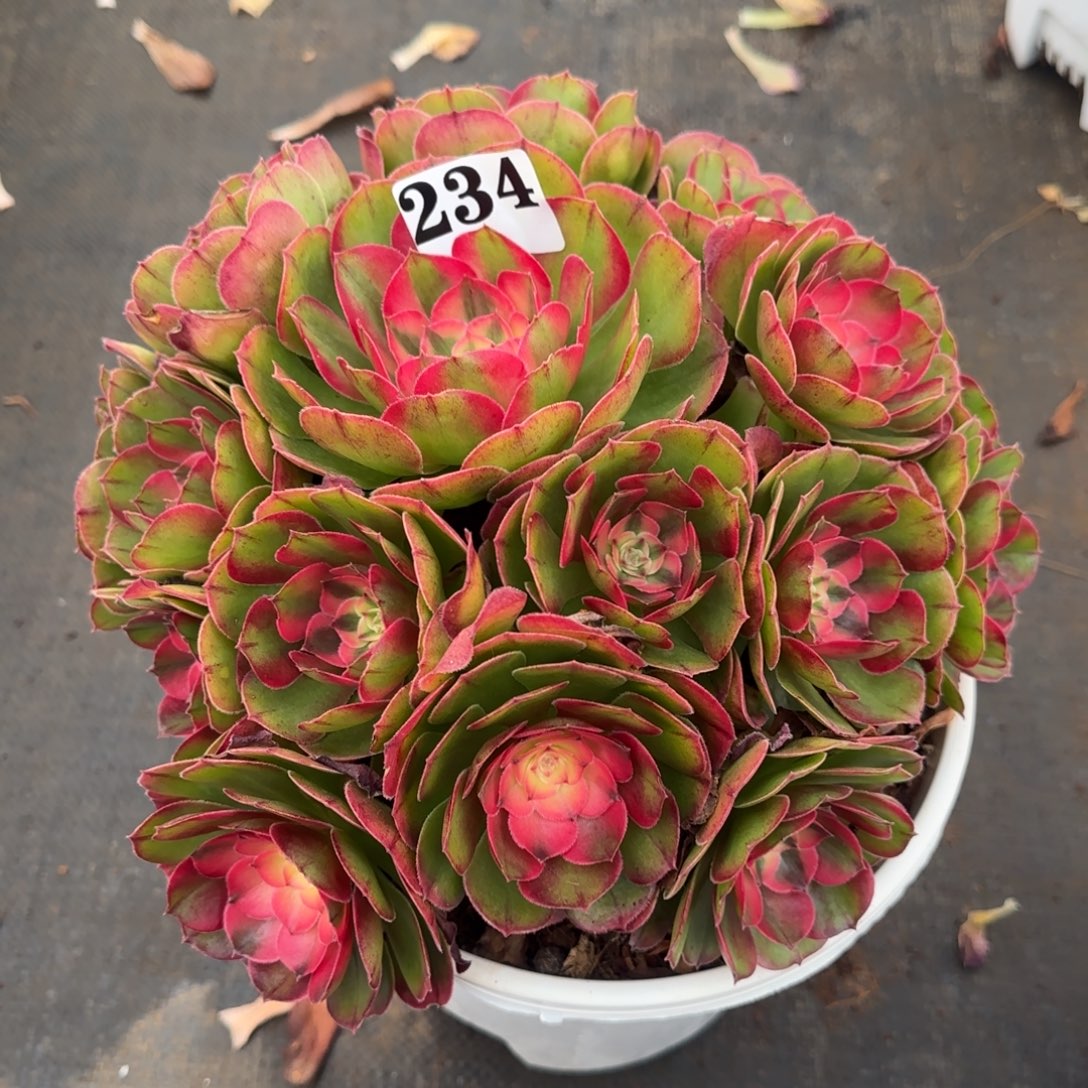 234蔷薇实生脱土发货