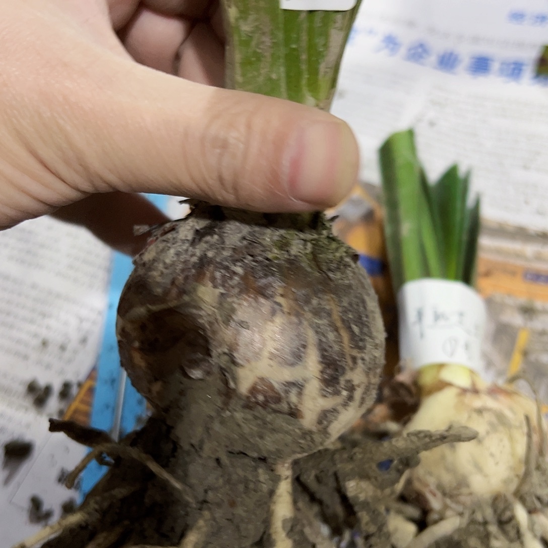 朱顶红梅果开花球