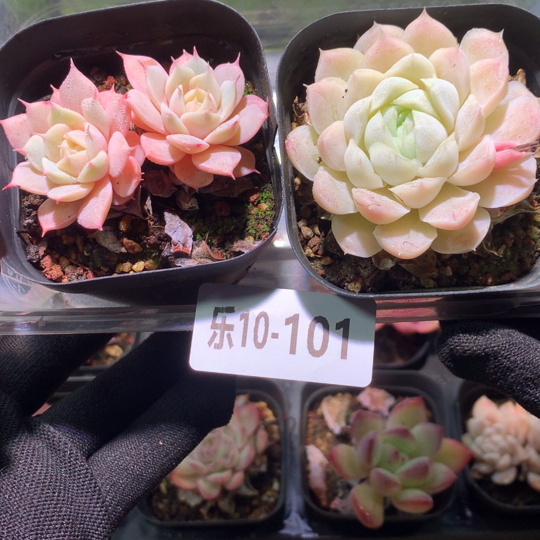 乐然10-101 框拍2颗 