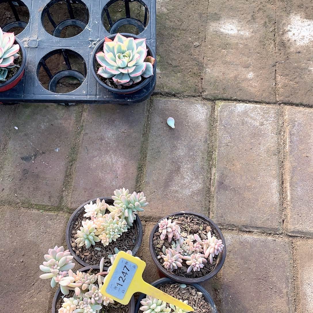 小***。1247号四个一组多肉