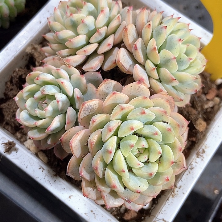 多肉植物忌廉锦721