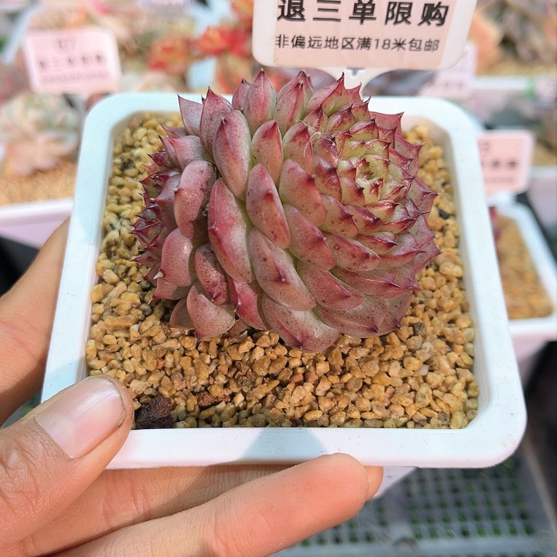 卉森多肉一物一拍编号135