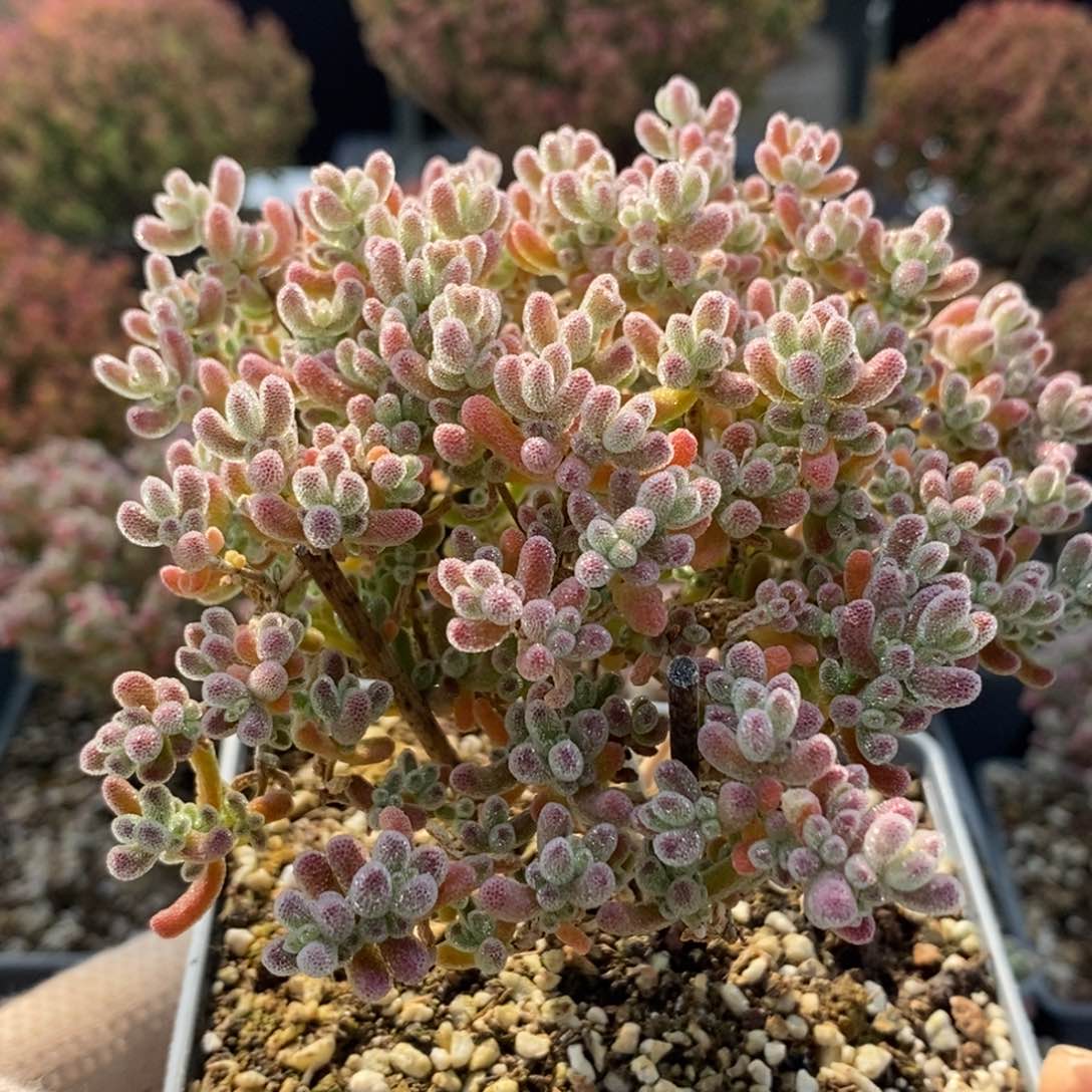 捡漏优选冰晶5124枝干番杏