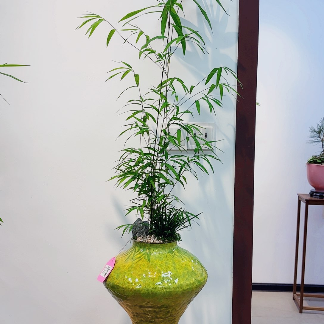 无花朵高端盆景一物一拍